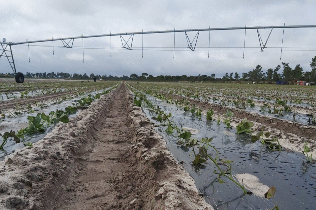serviço-agricoltura